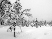 Riisitunturi National Park